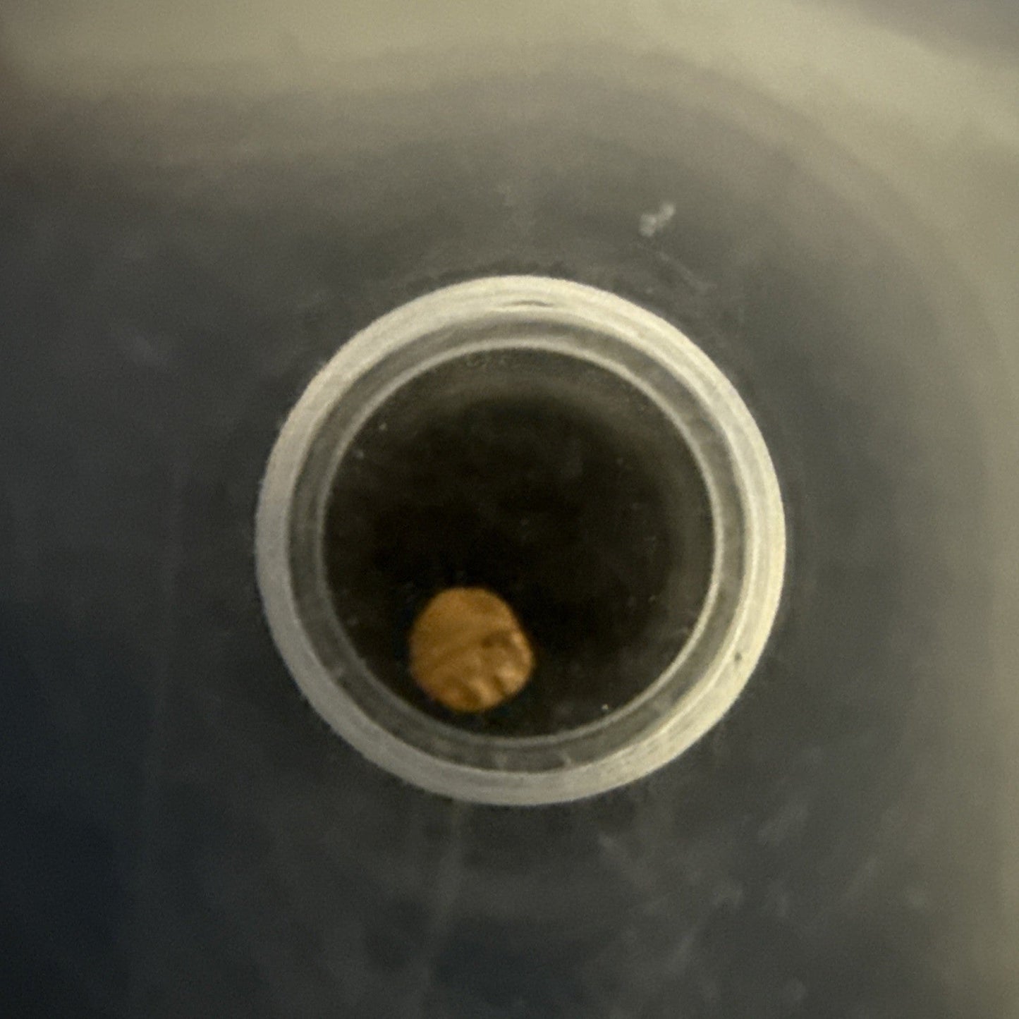 1336 - 1646 ICG Genuine India Vijayanagara “Worlds Smallest Gold Coin” Bele - toyscardscomics