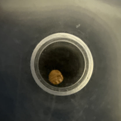 1336 - 1646 ICG Genuine India Vijayanagara “Worlds Smallest Gold Coin” Bele - toyscardscomics