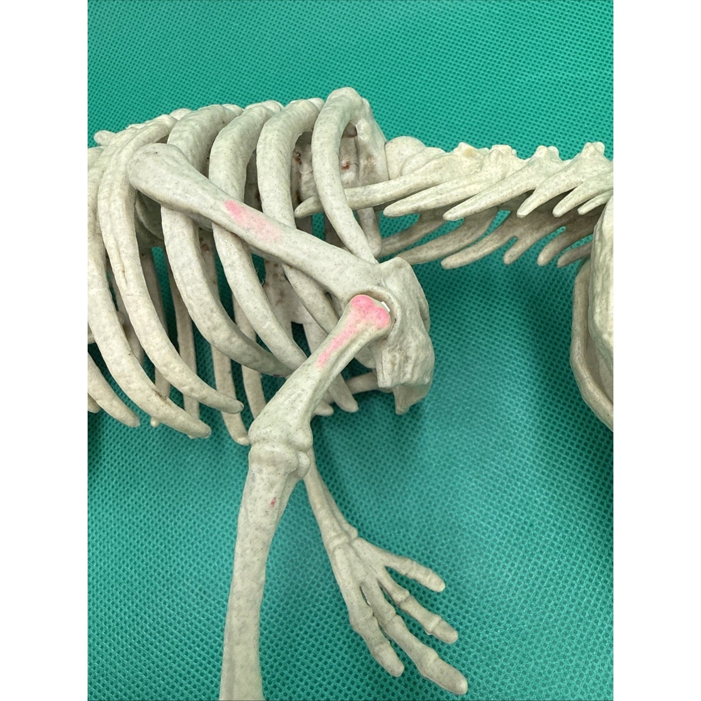 Jurassic World Fallen Kingdom Quest Indominus Rex Articulated Skeleton Figure